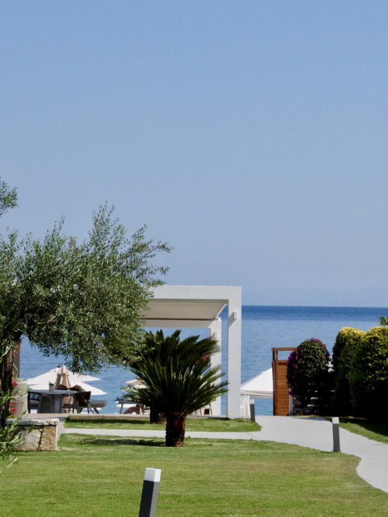 Sunlight, sea, and olive tree